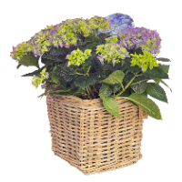 Blauwe tuinhortensia